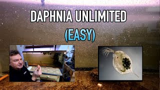 How I Raise Daphnia Water Fleas And You Can Too [upl. by Benita]