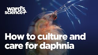 Caring and Culturing for Daphnia [upl. by Buffy]