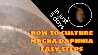 How to Culture Magna Daphnia Easily [upl. by Aihseyn]