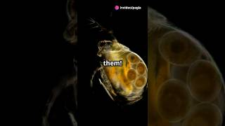 How to culture Daphnia for your Aquarium [upl. by Elbertine991]