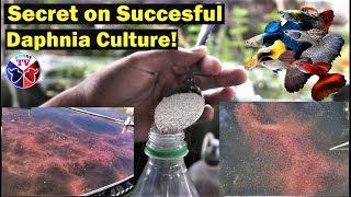 How to Culture Daphnia Successfully [upl. by Reaht]