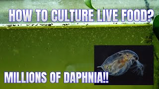 How to Culture Daphnia Secret Method to Breed MILLIONS  Simply Aquatic [upl. by Yhtuv]