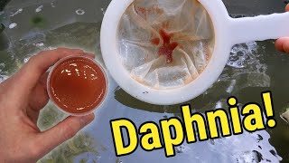 How I Culture Daphnia In Outdoor Tubs [upl. by Garwin471]