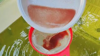 How to culture daphnia  Daphnia culture  How to grow daphnia outdoor [upl. by Anecuza458]