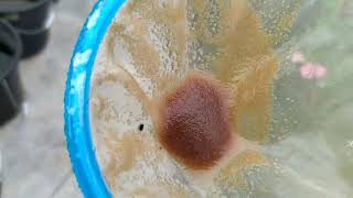 How to culture daphnia moina in a small container Part 1 English Subtitle [upl. by Mccall399]