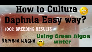 Daphnia MagnaHow to Culture Daphnia Easy wayCulturing Daphnia using Green water Daphnia [upl. by Robet127]