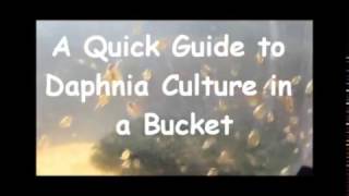 How to culture daphnia outside [upl. by Zora]