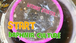 How to culture daphnia moina the easy way 1  Starting the Daphnia culture [upl. by Corbie835]