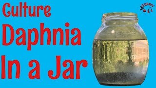 How to Culture Daphnia in a Jar [upl. by Maltz]