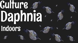 How to Culture Daphnia [upl. by Zhang]