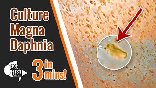 How to culture DAPHNIA MAGNA  The easy way [upl. by Nerat]