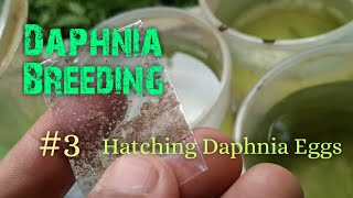 Daphnia Culture made simple and easy 3  Hatching Daphnia eggs [upl. by Schecter]