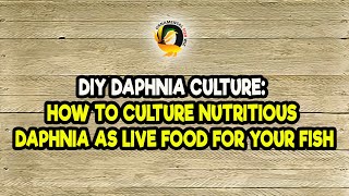 DIY Daphnia Culture How to Culture Nutritious Daphnia as Live Food for Your Fish [upl. by Aicenod]