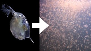 How I Culture Daphnia [upl. by Nievelt]