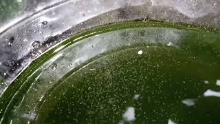 DAPHNIA MOINA CULTURE IN A SMALL BUCKET [upl. by Trixie550]