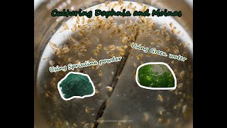 How To Culture Daphnia and Moinas using Green Water Spirulina powder [upl. by Romie]