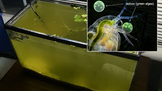 Raising Daphnia for the Freshwater Aquarium [upl. by Enilraep]