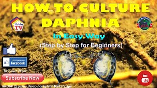 HOW TO CULTURE DAPHNIA In Easy Way [upl. by Lledal]